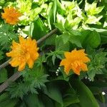 Trollius chinensis പുഷ്പം