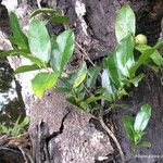 Diospyros samoensis عادت داشتن