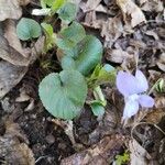 Viola pyrenaica Leaf