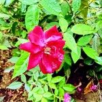 Rosa moyesii Цвят