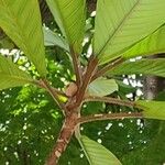 Ficus saussureana Ovoce