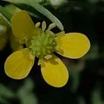 Ranunculus parviflorus Virág
