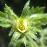 Geum heterocarpum Flor