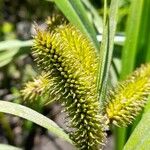 Carex excelsa Fruto
