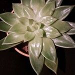 Echeveria agavoides Fleur