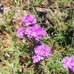 Verbena bipinnatifida Цвят