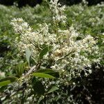 Ceanothus cordulatus Habitat