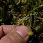 Anthemis arvensis subsp. glabra (Rouy) Jeanm.Flower