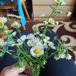 Erigeron strigosusപുഷ്പം