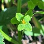 Hypericum tetrapterum पत्ता