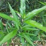 Justicia gendarussa Лист