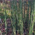 Equisetum hyemale Hábito