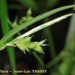 Carex olbiensis Kvet