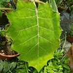 Solanum quitoense List