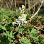 Corydalis cavaЦвят