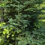 Abies lasiocarpa Libunga