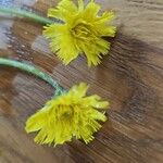 Pilosella lactucella Floare