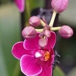 Phalaenopsis equestris