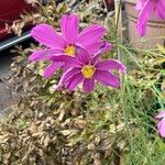 Cosmos bipinnatusFlower