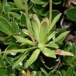 Androsace obtusifolia Libunga