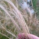 Festuca ambigua Foglia