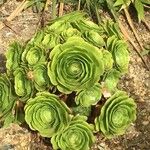 Aeonium undulatum Лист