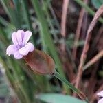 Petrorhagia prolifera Flower