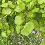 Populus tremula Blatt