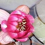Nymphaea candida Flower