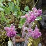 Saxifraga porophylla Floro