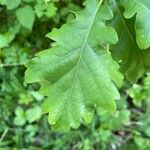 Quercus pubescens Feuille