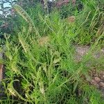 Heliotropium zeylanicum Συνήθη χαρακτηριστικά