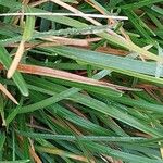 Sesleria caerulea Blad