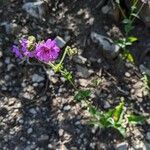 Mirabilis nyctaginea Blomst