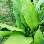 Curcuma longaഇല