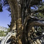 Juniperus occidentalis Кора