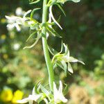 Linaria chalepensis Blüte