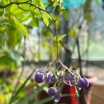 Solanum seaforthianum Kukka