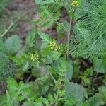 Rorippa palustris Blad