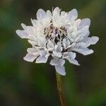 Cephalaria transsylvanica Λουλούδι