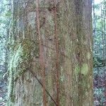 Chaetocarpus schomburgkianus Corteza