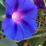 Ipomoea purpurea Blüte