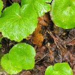 Galax urceolata Leaf