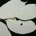 Licania hypoleuca Leaf