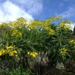 Sonchus canariensis Egyéb