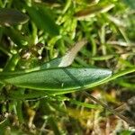 Tripolium pannonicum 葉