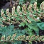 Polystichum aculeatum Frukt