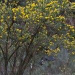 Adenocarpus decorticans Habit