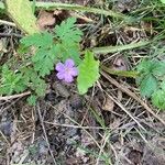 Geranium purpureumЦвят