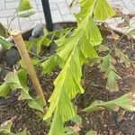 Caryota obtusa Folha